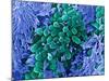 E. Coli Bacteria, SEM-Stephanie Schuller-Mounted Photographic Print