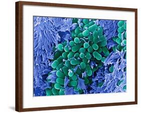 E. Coli Bacteria, SEM-Stephanie Schuller-Framed Photographic Print