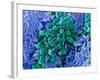 E. Coli Bacteria, SEM-Stephanie Schuller-Framed Photographic Print