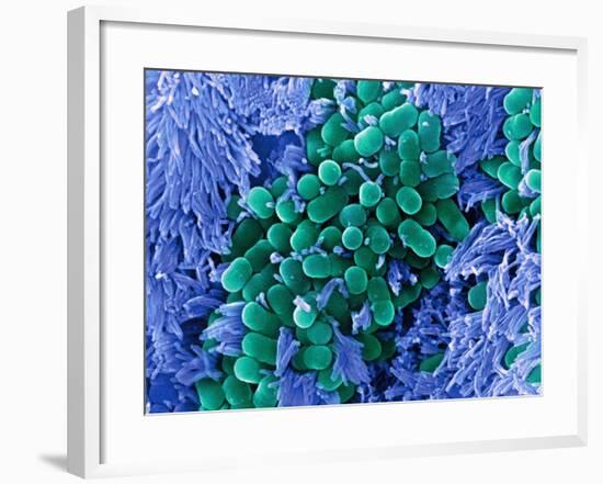 E. Coli Bacteria, SEM-Stephanie Schuller-Framed Photographic Print