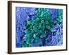 E. Coli Bacteria, SEM-Stephanie Schuller-Framed Photographic Print