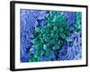 E. Coli Bacteria, SEM-Stephanie Schuller-Framed Photographic Print