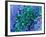 E. Coli Bacteria, SEM-Stephanie Schuller-Framed Photographic Print