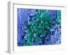 E. Coli Bacteria, SEM-Stephanie Schuller-Framed Photographic Print