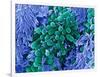 E. Coli Bacteria, SEM-Stephanie Schuller-Framed Photographic Print