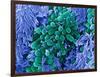 E. Coli Bacteria, SEM-Stephanie Schuller-Framed Photographic Print