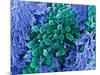 E. Coli Bacteria, SEM-Stephanie Schuller-Mounted Photographic Print