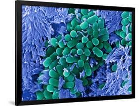 E. Coli Bacteria, SEM-Stephanie Schuller-Framed Photographic Print