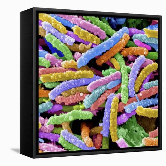 E. Coli Bacteria-null-Framed Stretched Canvas