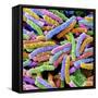 E. Coli Bacteria-null-Framed Stretched Canvas