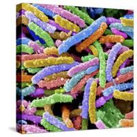 E. Coli Bacteria-null-Stretched Canvas