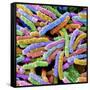 E. Coli Bacteria-null-Framed Stretched Canvas