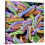 E. Coli Bacteria-null-Stretched Canvas