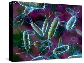 E. Coli Bacteria-David Mack-Stretched Canvas