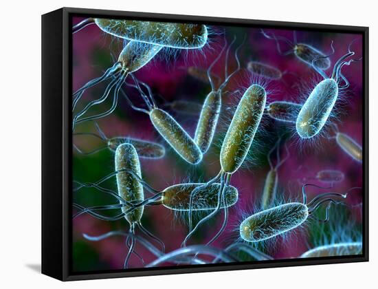 E. Coli Bacteria-David Mack-Framed Stretched Canvas