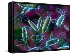 E. Coli Bacteria-David Mack-Framed Stretched Canvas