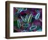 E. Coli Bacteria-David Mack-Framed Premium Photographic Print