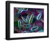 E. Coli Bacteria-David Mack-Framed Premium Photographic Print