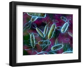 E. Coli Bacteria-David Mack-Framed Premium Photographic Print