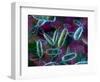 E. Coli Bacteria-David Mack-Framed Premium Photographic Print