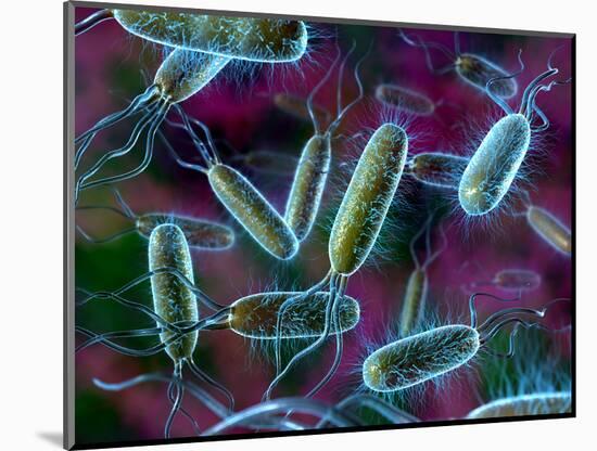 E. Coli Bacteria-David Mack-Mounted Premium Photographic Print