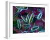 E. Coli Bacteria-David Mack-Framed Premium Photographic Print