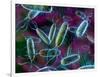 E. Coli Bacteria-David Mack-Framed Photographic Print