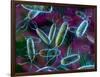 E. Coli Bacteria-David Mack-Framed Photographic Print