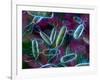 E. Coli Bacteria-David Mack-Framed Photographic Print