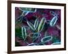 E. Coli Bacteria-David Mack-Framed Photographic Print