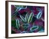 E. Coli Bacteria-David Mack-Framed Photographic Print