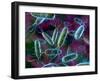 E. Coli Bacteria-David Mack-Framed Photographic Print