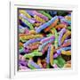 E. Coli Bacteria-null-Framed Photographic Print