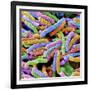 E. Coli Bacteria-null-Framed Photographic Print