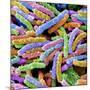 E. Coli Bacteria-null-Mounted Photographic Print