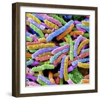 E. Coli Bacteria-null-Framed Photographic Print