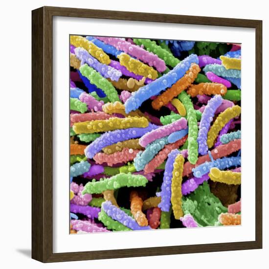 E. Coli Bacteria-null-Framed Photographic Print