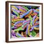 'E. Coli Bacteria' Photographic Print | AllPosters.com