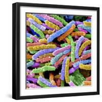 E. Coli Bacteria-null-Framed Photographic Print