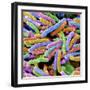 E. Coli Bacteria-null-Framed Photographic Print