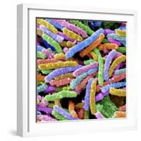 E. Coli Bacteria-null-Framed Photographic Print