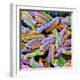 E. Coli Bacteria-null-Framed Photographic Print