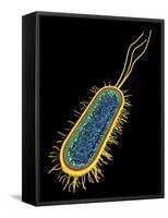 E. Coli Bacterium, Artwork-PASIEKA-Framed Stretched Canvas