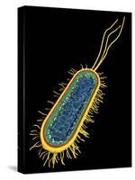 E. Coli Bacterium, Artwork-PASIEKA-Stretched Canvas