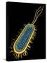 E. Coli Bacterium, Artwork-PASIEKA-Stretched Canvas