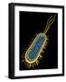 E. Coli Bacterium, Artwork-PASIEKA-Framed Photographic Print