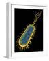 E. Coli Bacterium, Artwork-PASIEKA-Framed Photographic Print