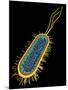 E. Coli Bacterium, Artwork-PASIEKA-Mounted Photographic Print