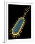 E. Coli Bacterium, Artwork-PASIEKA-Framed Photographic Print