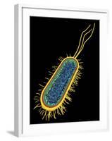 E. Coli Bacterium, Artwork-PASIEKA-Framed Photographic Print